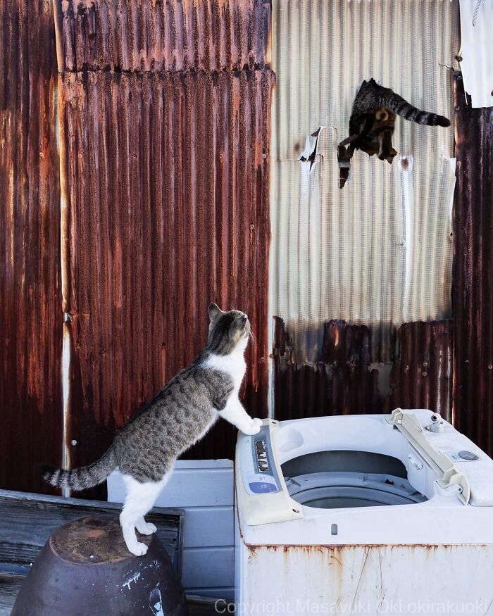 Japanese Street Cats Are Back With 50 New Photos Full Of Chaos And Charm