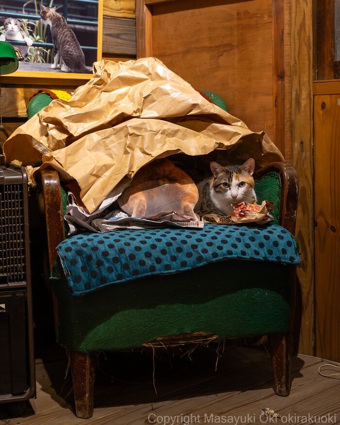 Japanese Street Cats Are Back With 50 New Photos Full Of Chaos And Charm