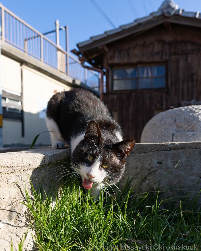 Japanese Street Cats Are Back With 50 New Photos Full Of Chaos And Charm