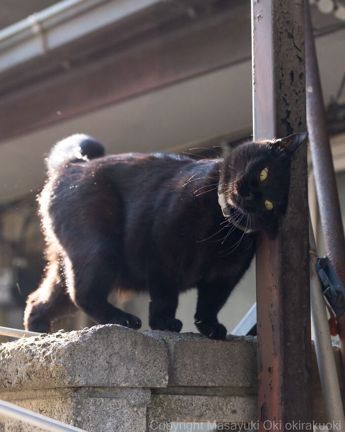 Japanese Street Cats Are Back With 50 New Photos Full Of Chaos And Charm
