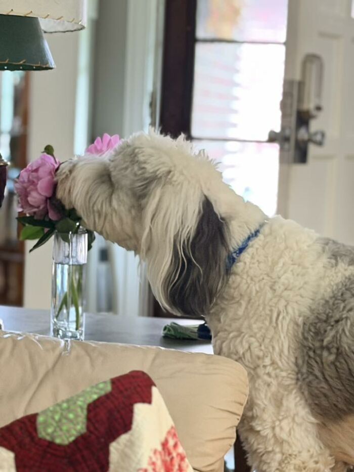 48 Weird Pets That Got Absolutely Roasted Online And Deserved Every Word