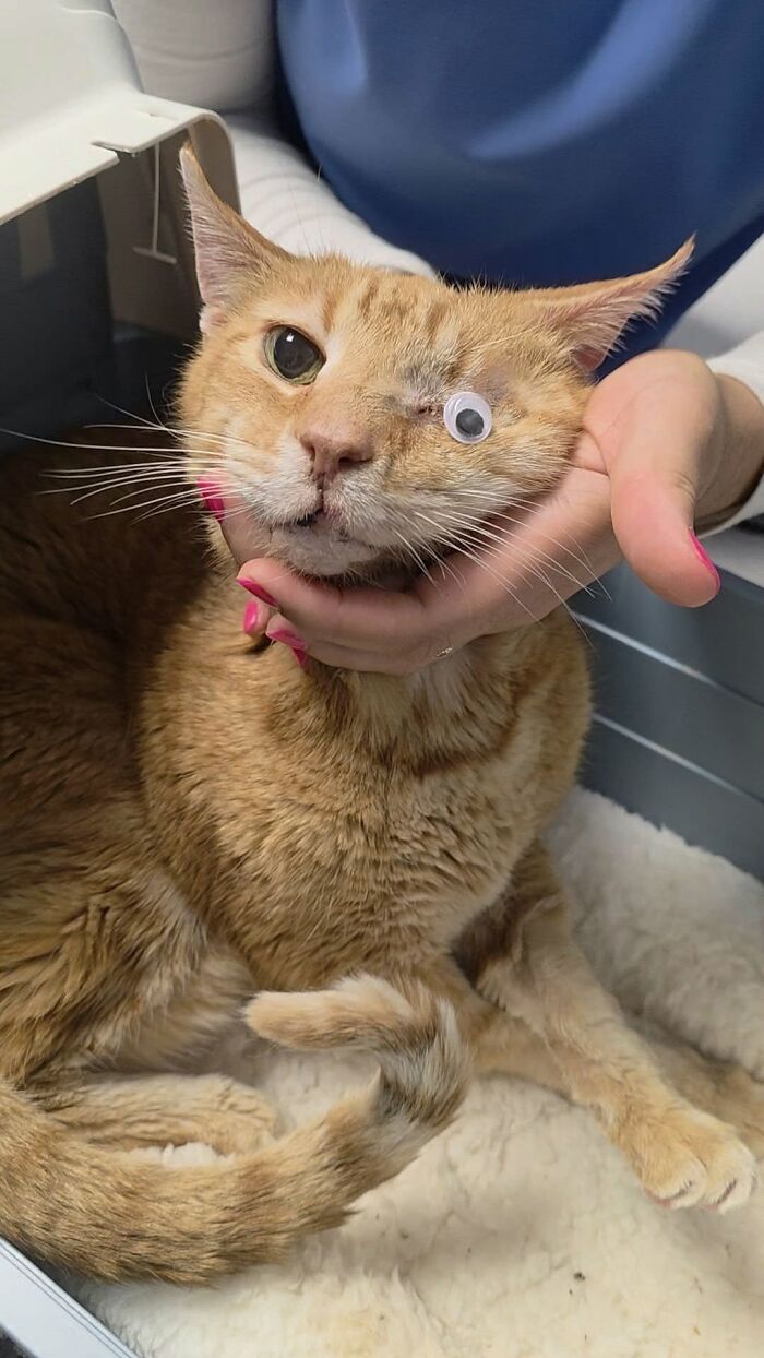 48 Weird Pets That Got Absolutely Roasted Online And Deserved Every Word