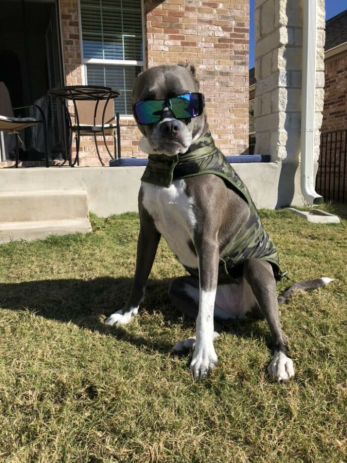 48 Weird Pets That Got Absolutely Roasted Online And Deserved Every Word