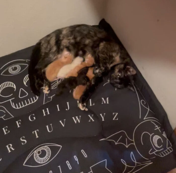 48 Weird Pets That Got Absolutely Roasted Online And Deserved Every Word