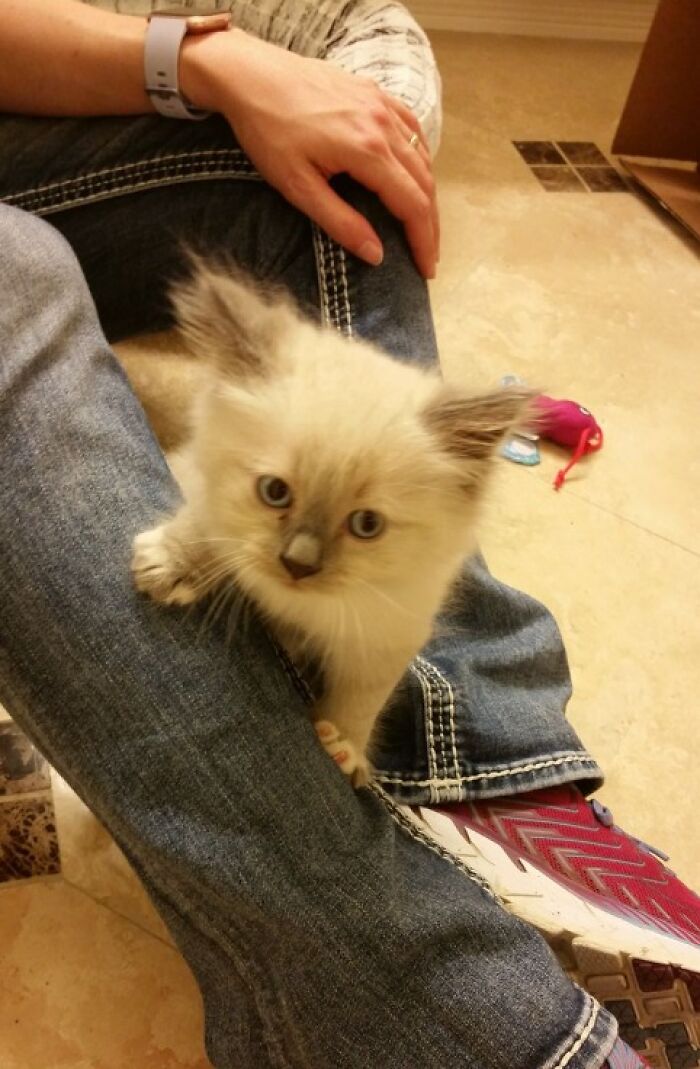 48 Weird Pets That Got Absolutely Roasted Online And Deserved Every Word