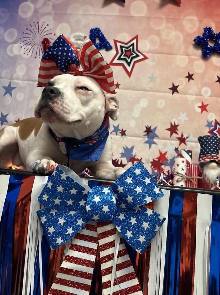 48 Weird Pets That Got Absolutely Roasted Online And Deserved Every Word