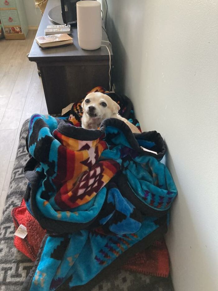 48 Weird Pets That Got Absolutely Roasted Online And Deserved Every Word