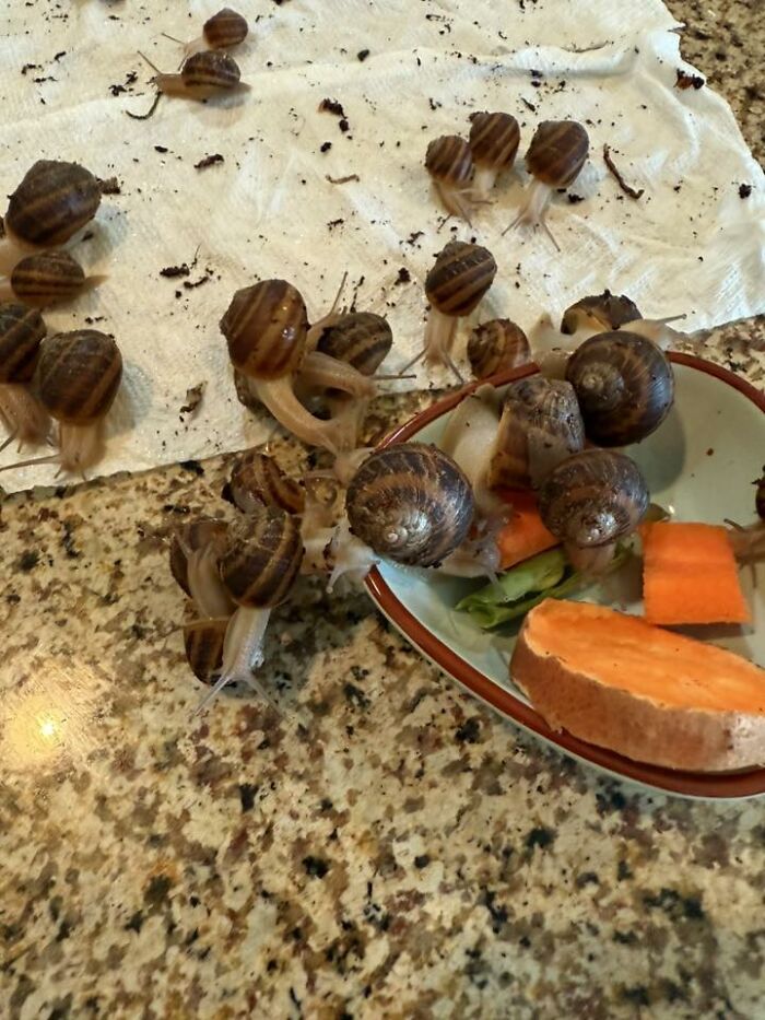 48 Weird Pets That Got Absolutely Roasted Online And Deserved Every Word