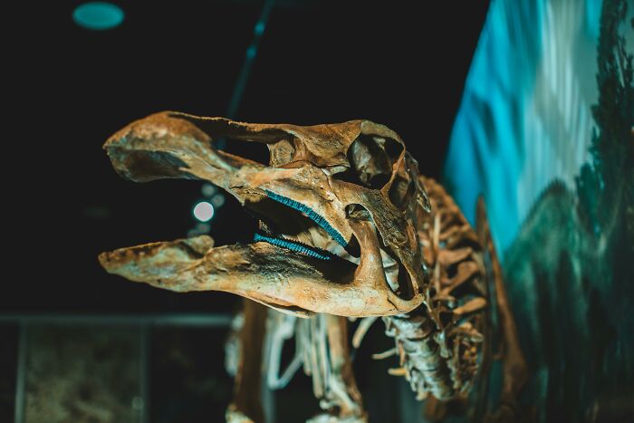 Giant Dinosaur Skeleton Found In Thailand, The Nagatitan, May Be The Largest Dinosaur Of The Region Giant Dinosaur Skeleton Found In Thailand, The Nagatitan, May Be The Largest Dinosaur Of The Region