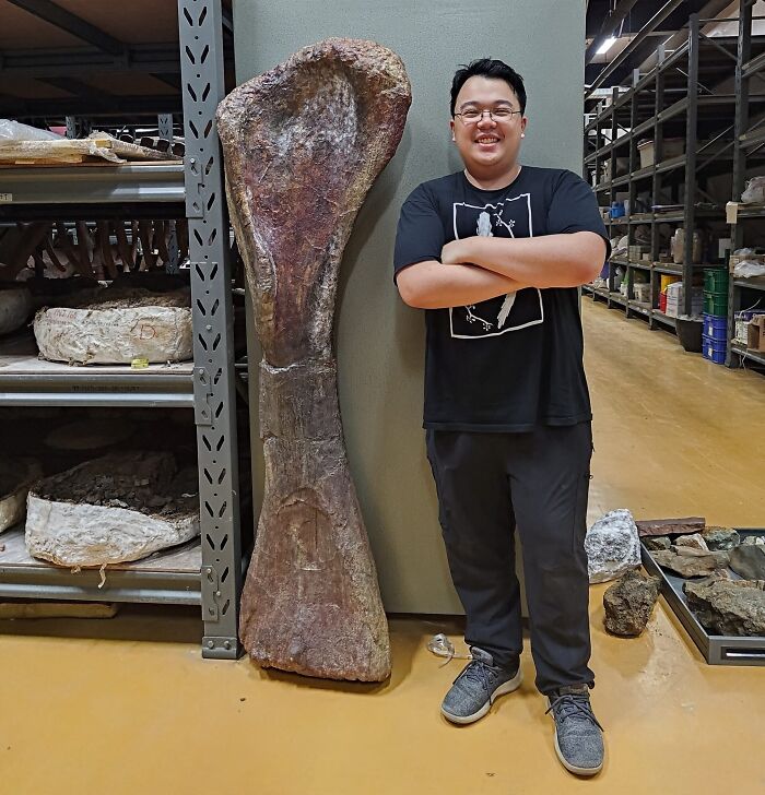 Giant Dinosaur Skeleton Found In Thailand, The Nagatitan, May Be The Largest Dinosaur Of The Region Giant Dinosaur Skeleton Found In Thailand, The Nagatitan, May Be The Largest Dinosaur Of The Region