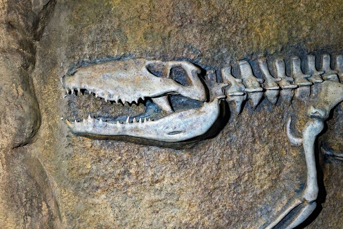 Giant Dinosaur Skeleton Found In Thailand, The Nagatitan, May Be The Largest Dinosaur Of The Region Giant Dinosaur Skeleton Found In Thailand, The Nagatitan, May Be The Largest Dinosaur Of The Region