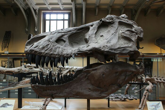 Giant Dinosaur Skeleton Found In Thailand, The Nagatitan, May Be The Largest Dinosaur Of The Region Giant Dinosaur Skeleton Found In Thailand, The Nagatitan, May Be The Largest Dinosaur Of The Region