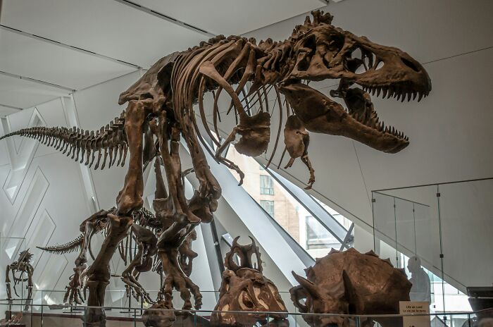 Giant Dinosaur Skeleton Found In Thailand, The Nagatitan, May Be The Largest Dinosaur Of The Region Giant Dinosaur Skeleton Found In Thailand, The Nagatitan, May Be The Largest Dinosaur Of The Region