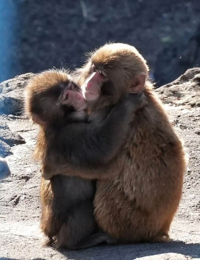 American Tourists Put Behind Bars For Entering Punch The Monkey’s Enclosure Wearing Emoji Costumes