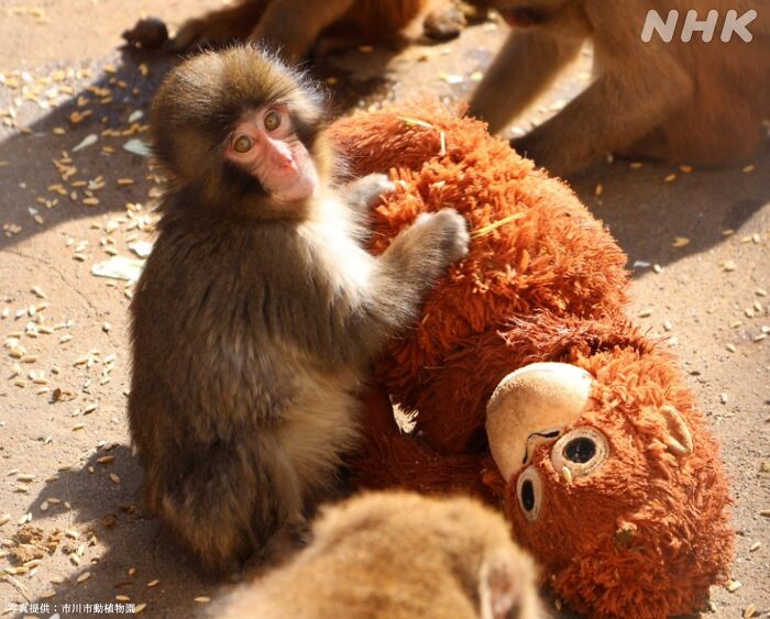 American Tourists Put Behind Bars For Entering Punch The Monkey’s Enclosure Wearing Emoji Costumes