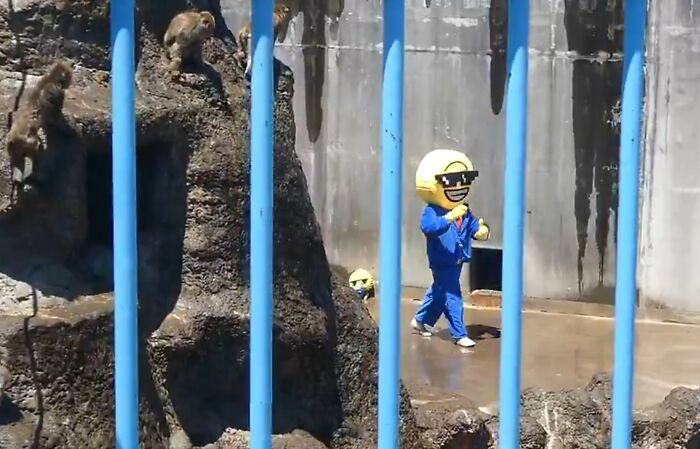 American Tourists Put Behind Bars For Entering Punch The Monkey’s Enclosure Wearing Emoji Costumes