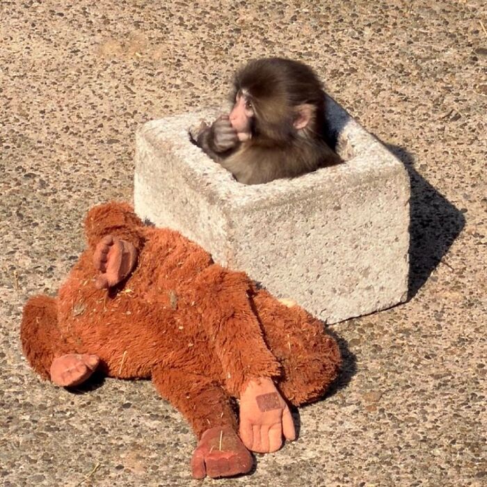 American Tourists Put Behind Bars For Entering Punch The Monkey’s Enclosure Wearing Emoji Costumes