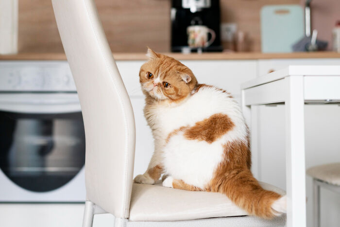 45 Unexpected Disasters That Happened When Someone Left The Room For A Few Minutes