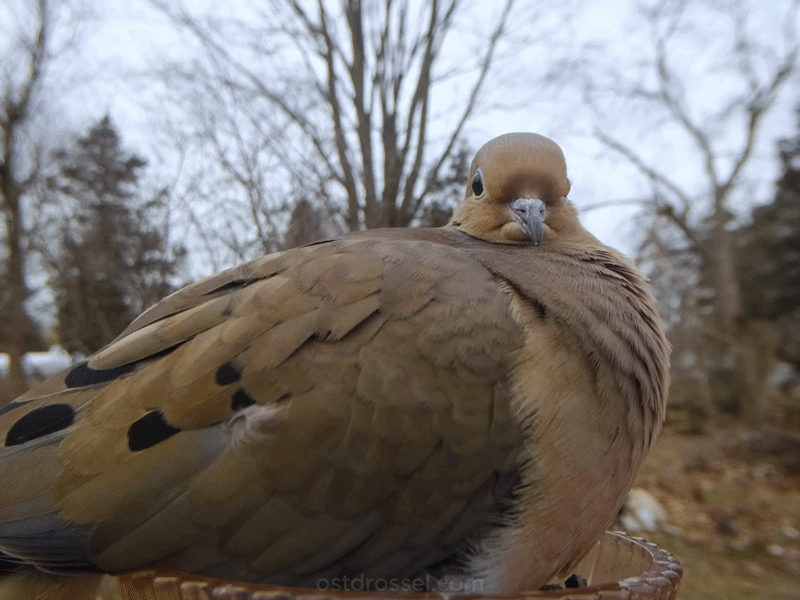 Woman Sets Up A Feeder Cam In Her Yard And The Photos Are Extraordinary (30 New Pics) Woman Sets Up A Feeder Cam In Her Yard And The Photos Are Extraordinary (30 New Pics)