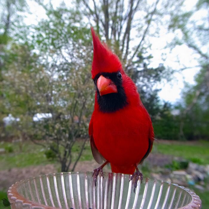 Woman Sets Up A Feeder Cam In Her Yard And The Photos Are Extraordinary (30 New Pics) Woman Sets Up A Feeder Cam In Her Yard And The Photos Are Extraordinary (30 New Pics)
