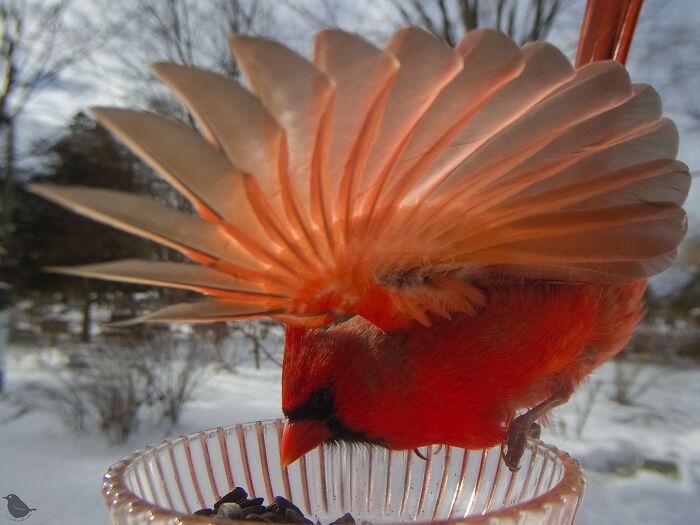 Woman Sets Up A Feeder Cam In Her Yard And The Photos Are Extraordinary (30 New Pics) Woman Sets Up A Feeder Cam In Her Yard And The Photos Are Extraordinary (30 New Pics)