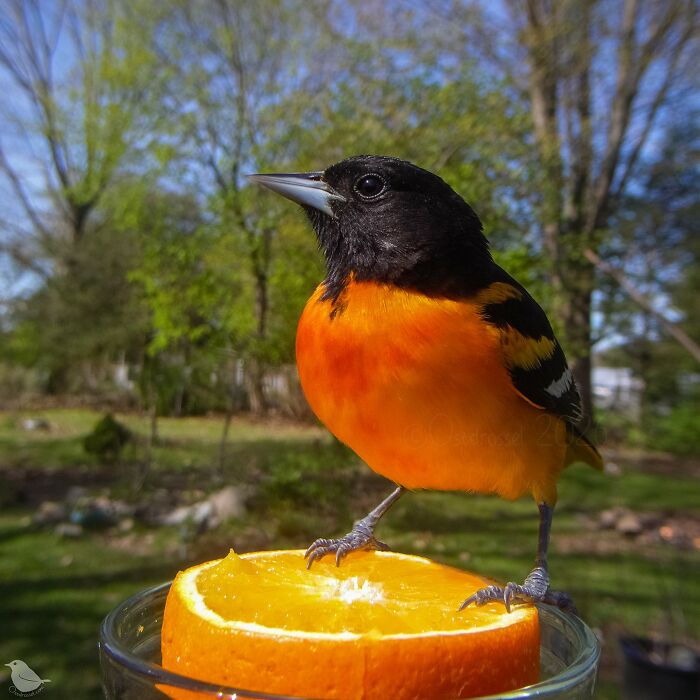 Woman Sets Up A Feeder Cam In Her Yard And The Photos Are Extraordinary (30 New Pics) Woman Sets Up A Feeder Cam In Her Yard And The Photos Are Extraordinary (30 New Pics)