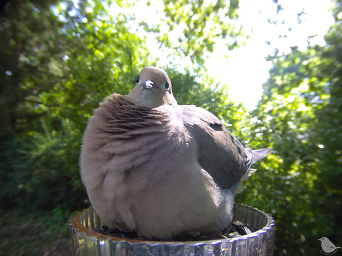 Woman Sets Up A Feeder Cam In Her Yard And The Photos Are Extraordinary (30 New Pics) Woman Sets Up A Feeder Cam In Her Yard And The Photos Are Extraordinary (30 New Pics)