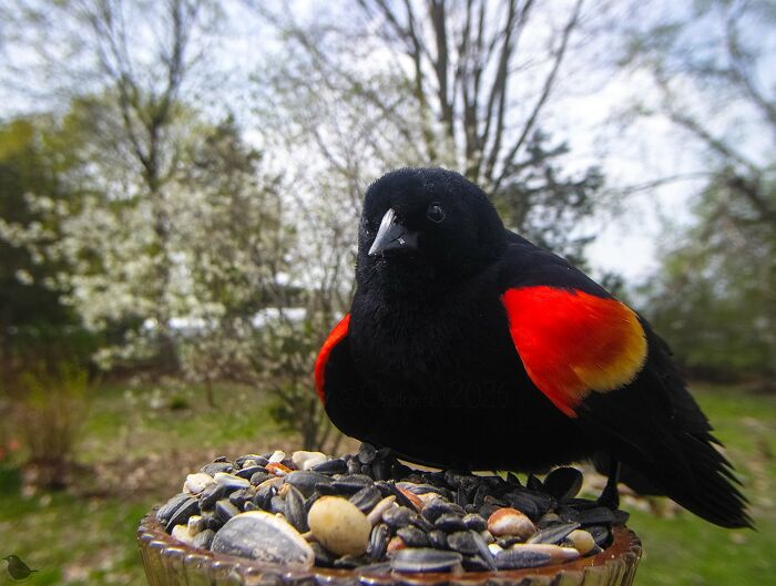 Woman Sets Up A Feeder Cam In Her Yard And The Photos Are Extraordinary (30 New Pics) Woman Sets Up A Feeder Cam In Her Yard And The Photos Are Extraordinary (30 New Pics)