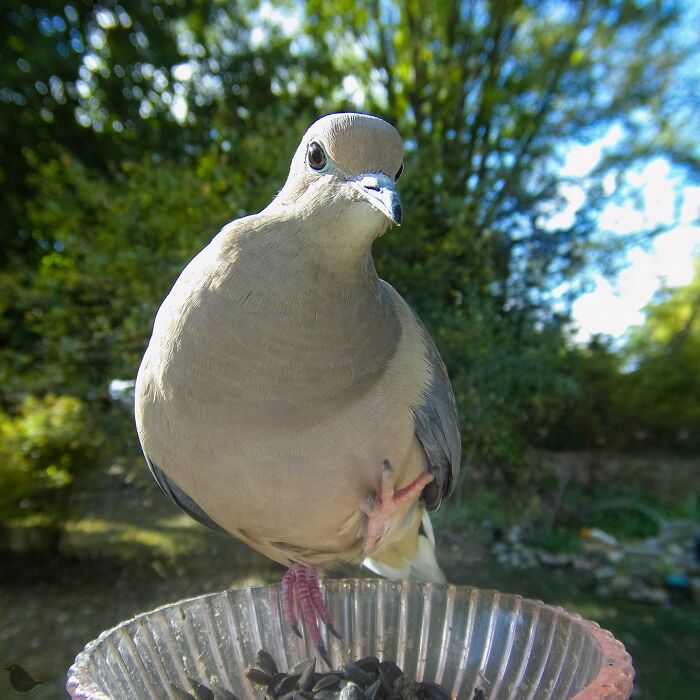 Woman Sets Up A Feeder Cam In Her Yard And The Photos Are Extraordinary (30 New Pics) Woman Sets Up A Feeder Cam In Her Yard And The Photos Are Extraordinary (30 New Pics)