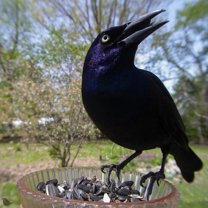 Woman Sets Up A Feeder Cam In Her Yard And The Photos Are Extraordinary (30 New Pics) Woman Sets Up A Feeder Cam In Her Yard And The Photos Are Extraordinary (30 New Pics)