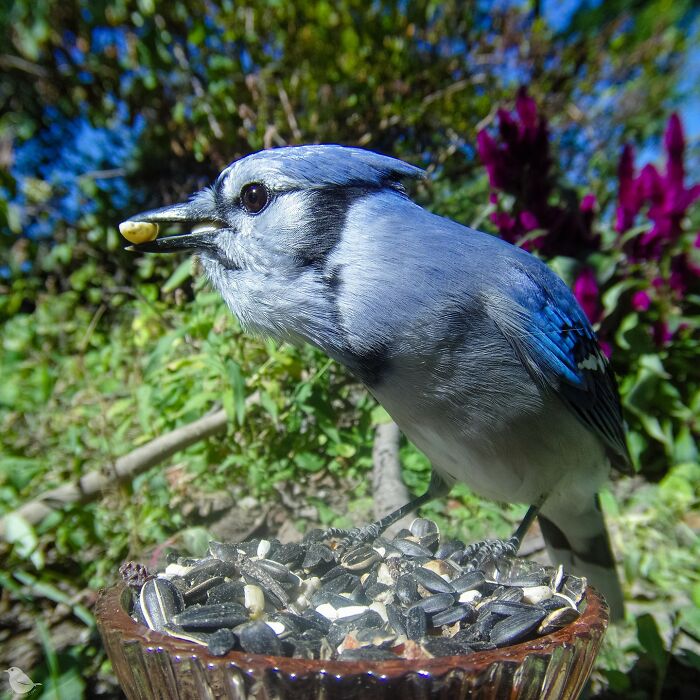 Woman Sets Up A Feeder Cam In Her Yard And The Photos Are Extraordinary (30 New Pics) Woman Sets Up A Feeder Cam In Her Yard And The Photos Are Extraordinary (30 New Pics)