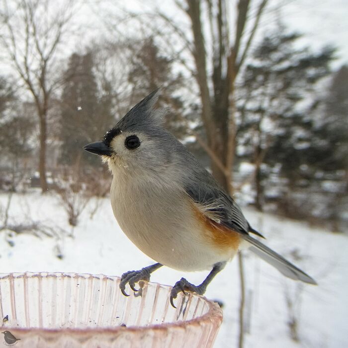 Woman Sets Up A Feeder Cam In Her Yard And The Photos Are Extraordinary (30 New Pics) Woman Sets Up A Feeder Cam In Her Yard And The Photos Are Extraordinary (30 New Pics)