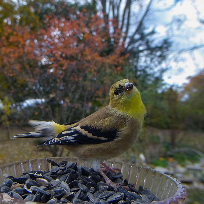 Woman Sets Up A Feeder Cam In Her Yard And The Photos Are Extraordinary (30 New Pics) Woman Sets Up A Feeder Cam In Her Yard And The Photos Are Extraordinary (30 New Pics)