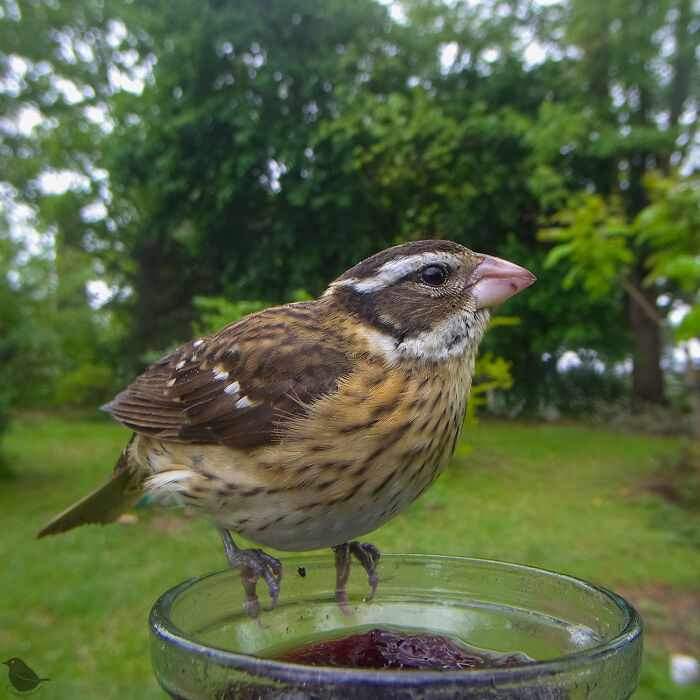 Woman Sets Up A Feeder Cam In Her Yard And The Photos Are Extraordinary (30 New Pics) Woman Sets Up A Feeder Cam In Her Yard And The Photos Are Extraordinary (30 New Pics)