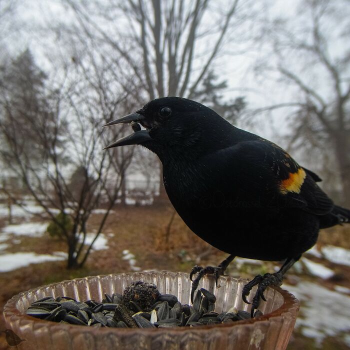 Woman Sets Up A Feeder Cam In Her Yard And The Photos Are Extraordinary (30 New Pics) Woman Sets Up A Feeder Cam In Her Yard And The Photos Are Extraordinary (30 New Pics)
