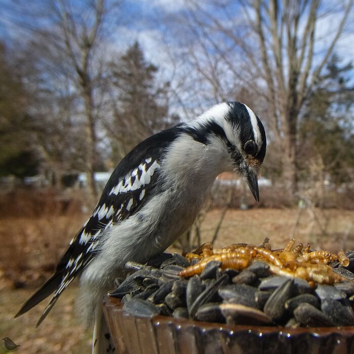 Woman Sets Up A Feeder Cam In Her Yard And The Photos Are Extraordinary (30 New Pics) Woman Sets Up A Feeder Cam In Her Yard And The Photos Are Extraordinary (30 New Pics)
