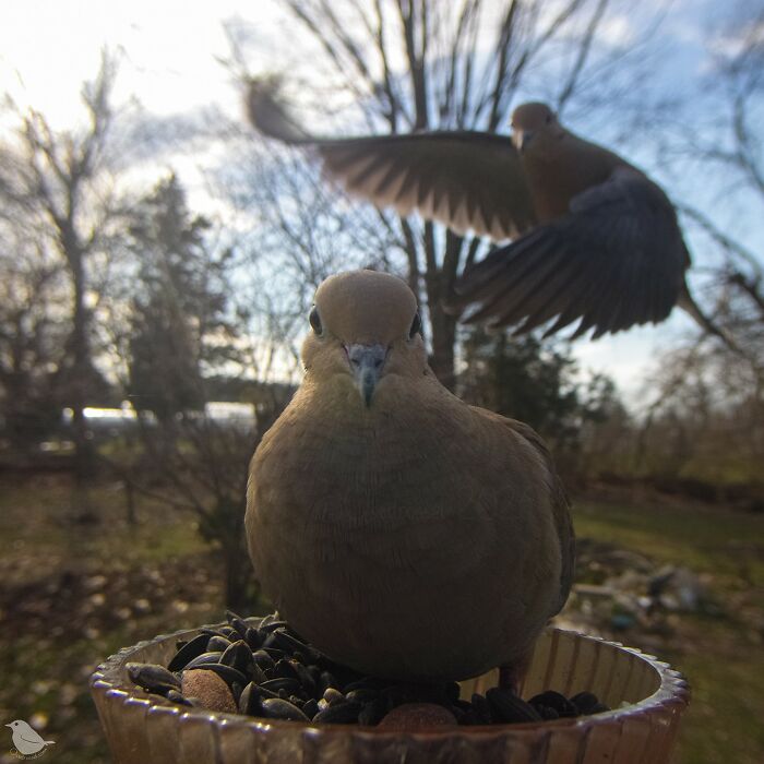 Woman Sets Up A Feeder Cam In Her Yard And The Photos Are Extraordinary (30 New Pics) Woman Sets Up A Feeder Cam In Her Yard And The Photos Are Extraordinary (30 New Pics)