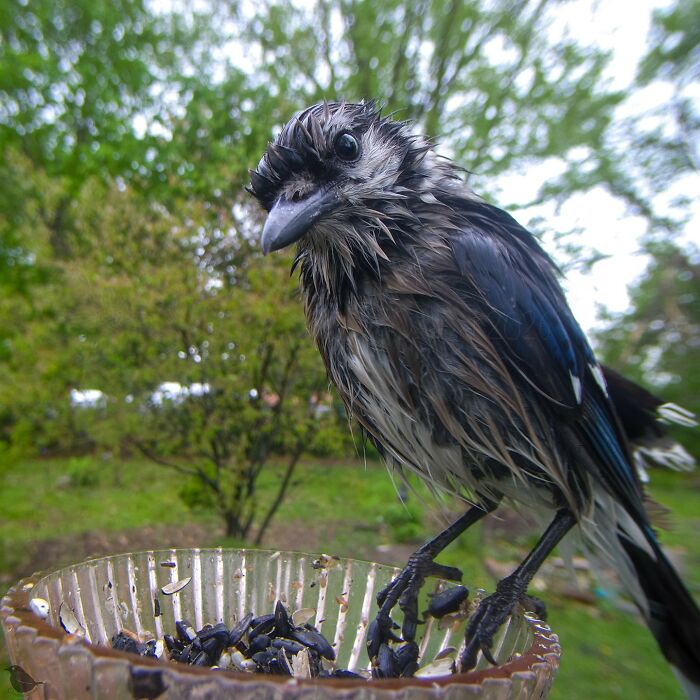 Woman Sets Up A Feeder Cam In Her Yard And The Photos Are Extraordinary (30 New Pics) Woman Sets Up A Feeder Cam In Her Yard And The Photos Are Extraordinary (30 New Pics)