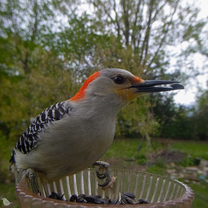 Woman Sets Up A Feeder Cam In Her Yard And The Photos Are Extraordinary (30 New Pics) Woman Sets Up A Feeder Cam In Her Yard And The Photos Are Extraordinary (30 New Pics)