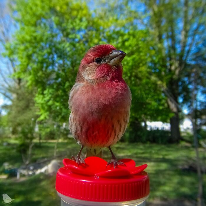 Woman Sets Up A Feeder Cam In Her Yard And The Photos Are Extraordinary (30 New Pics) Woman Sets Up A Feeder Cam In Her Yard And The Photos Are Extraordinary (30 New Pics)