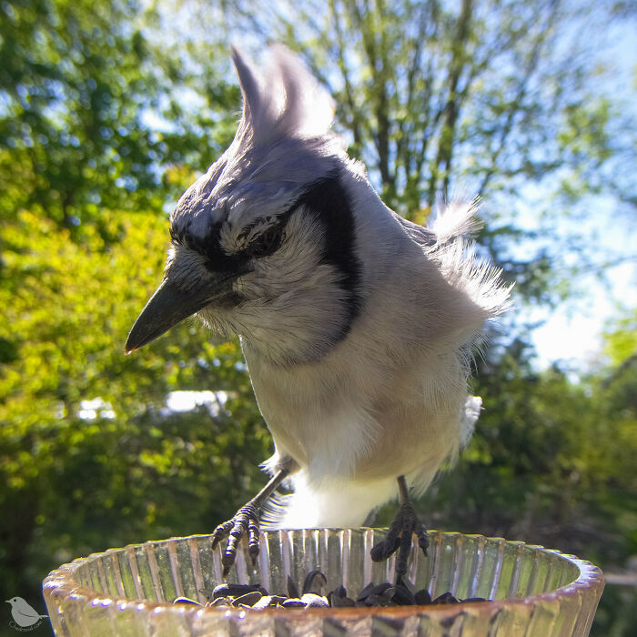 Woman Sets Up A Feeder Cam In Her Yard And The Photos Are Extraordinary (30 New Pics) Woman Sets Up A Feeder Cam In Her Yard And The Photos Are Extraordinary (30 New Pics)