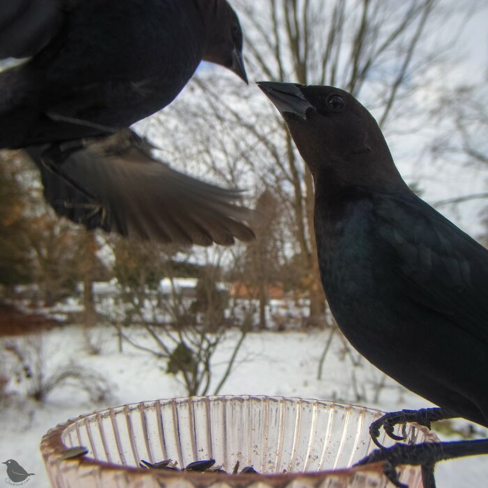Woman Sets Up A Feeder Cam In Her Yard And The Photos Are Extraordinary (30 New Pics) Woman Sets Up A Feeder Cam In Her Yard And The Photos Are Extraordinary (30 New Pics)