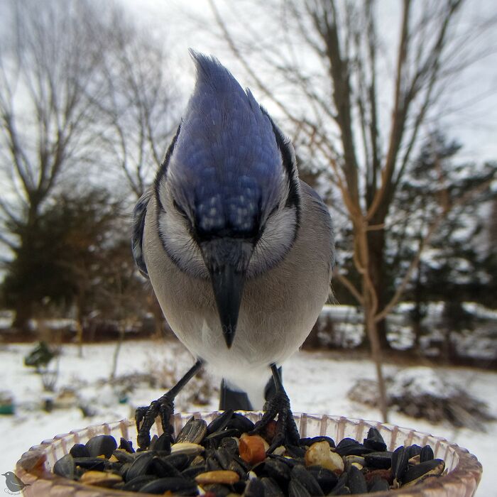 Woman Sets Up A Feeder Cam In Her Yard And The Photos Are Extraordinary (30 New Pics) Woman Sets Up A Feeder Cam In Her Yard And The Photos Are Extraordinary (30 New Pics)
