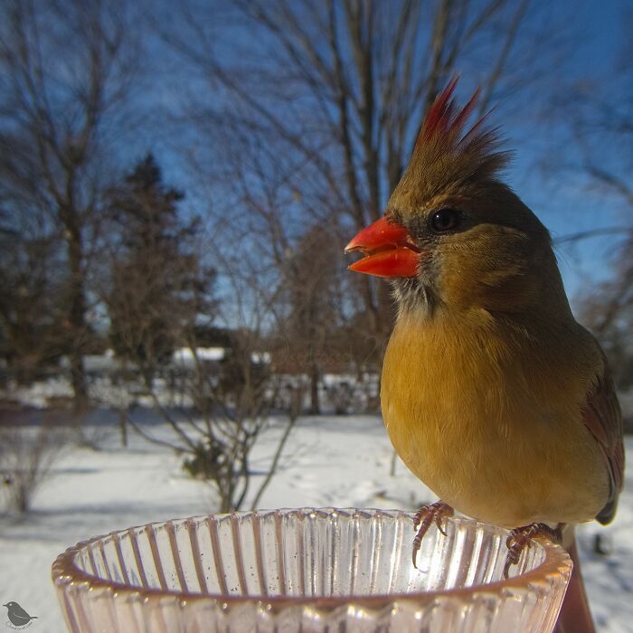 Woman Sets Up A Feeder Cam In Her Yard And The Photos Are Extraordinary (30 New Pics) Woman Sets Up A Feeder Cam In Her Yard And The Photos Are Extraordinary (30 New Pics)