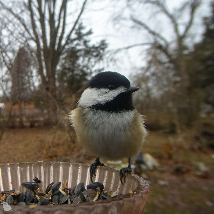 Woman Sets Up A Feeder Cam In Her Yard And The Photos Are Extraordinary (30 New Pics) Woman Sets Up A Feeder Cam In Her Yard And The Photos Are Extraordinary (30 New Pics)