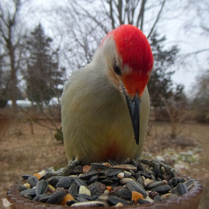Woman Sets Up A Feeder Cam In Her Yard And The Photos Are Extraordinary (30 New Pics) Woman Sets Up A Feeder Cam In Her Yard And The Photos Are Extraordinary (30 New Pics)