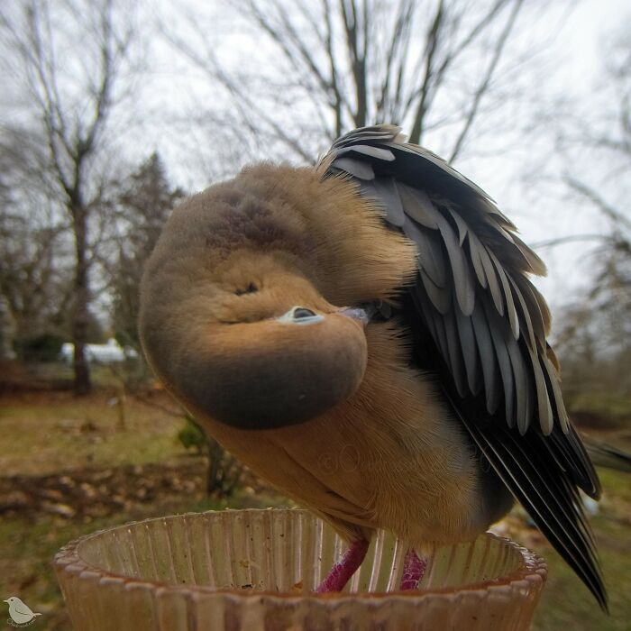 Woman Sets Up A Feeder Cam In Her Yard And The Photos Are Extraordinary (30 New Pics) Woman Sets Up A Feeder Cam In Her Yard And The Photos Are Extraordinary (30 New Pics)