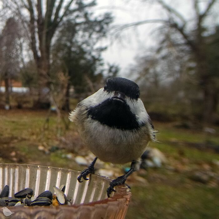 Woman Sets Up A Feeder Cam In Her Yard And The Photos Are Extraordinary (30 New Pics) Woman Sets Up A Feeder Cam In Her Yard And The Photos Are Extraordinary (30 New Pics)