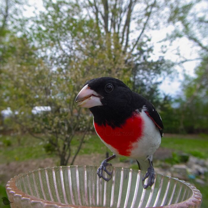 Woman Sets Up A Feeder Cam In Her Yard And The Photos Are Extraordinary (30 New Pics) Woman Sets Up A Feeder Cam In Her Yard And The Photos Are Extraordinary (30 New Pics)
