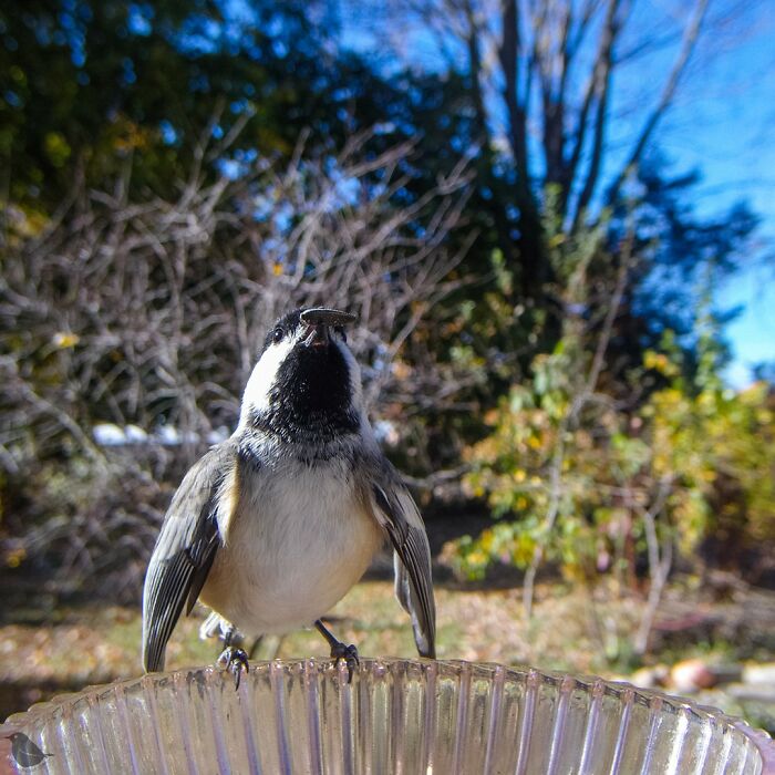 Woman Sets Up A Feeder Cam In Her Yard And The Photos Are Extraordinary (30 New Pics) Woman Sets Up A Feeder Cam In Her Yard And The Photos Are Extraordinary (30 New Pics)